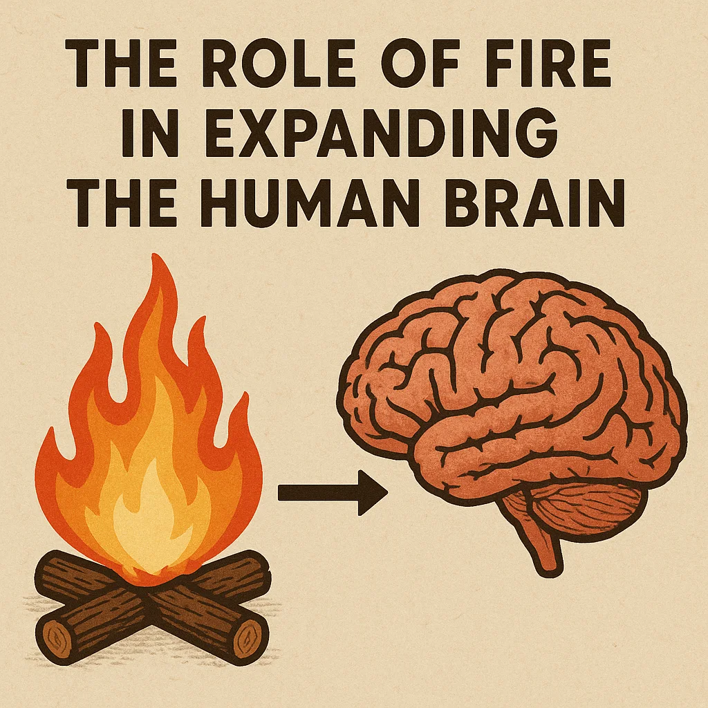The Role of Fire in Expanding the Human Brain